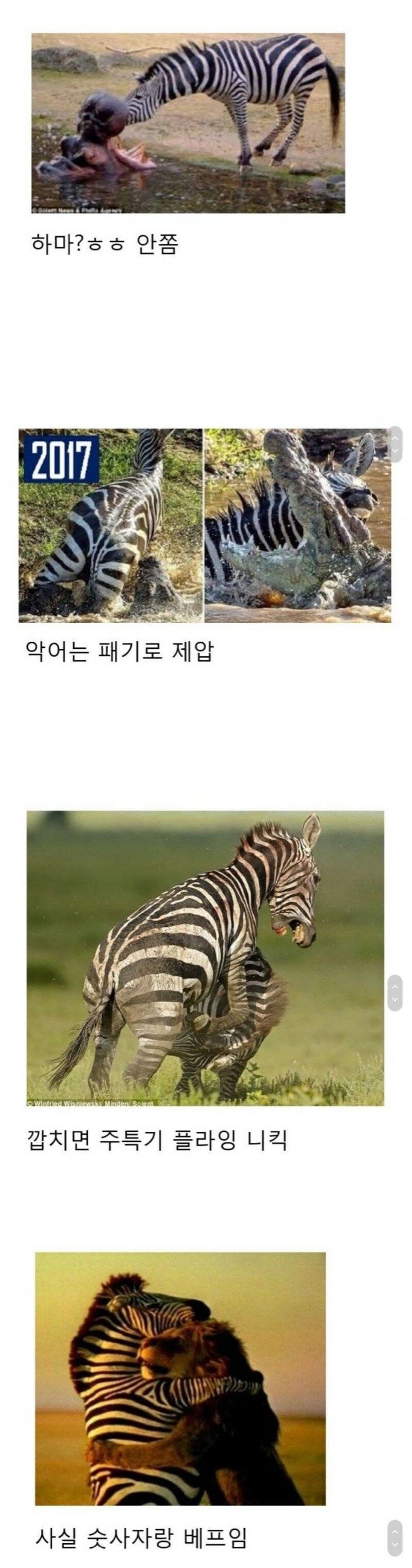 얼룩말 최강2.jpg