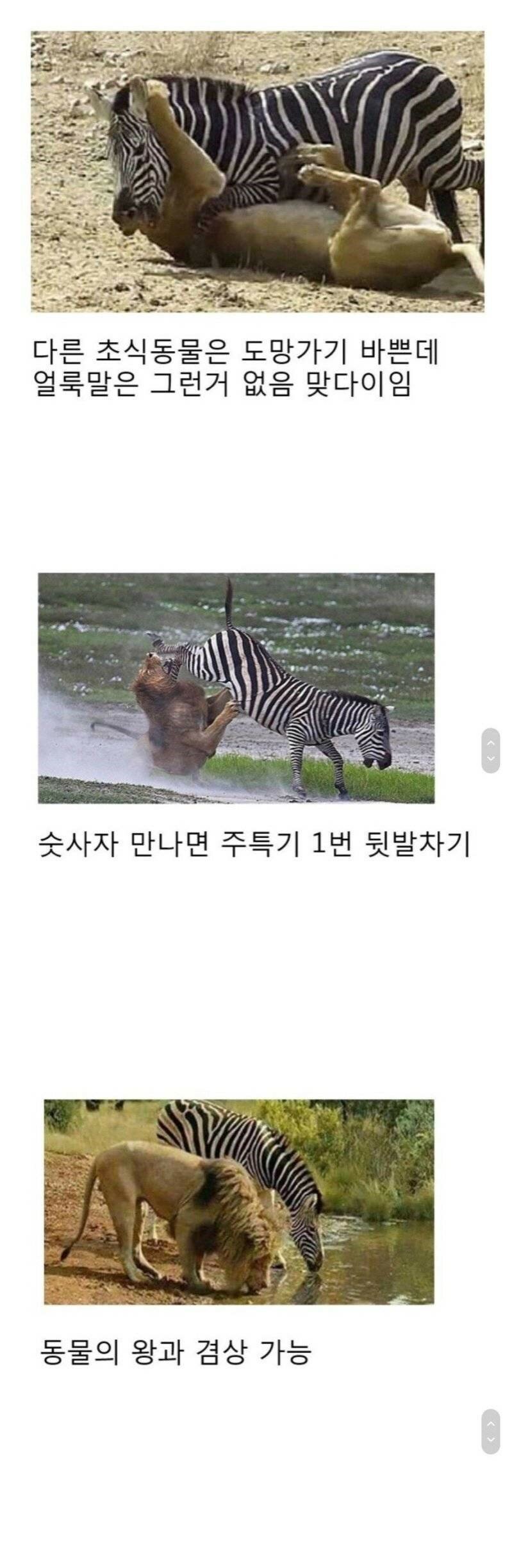 얼룩말 최강1.jpg